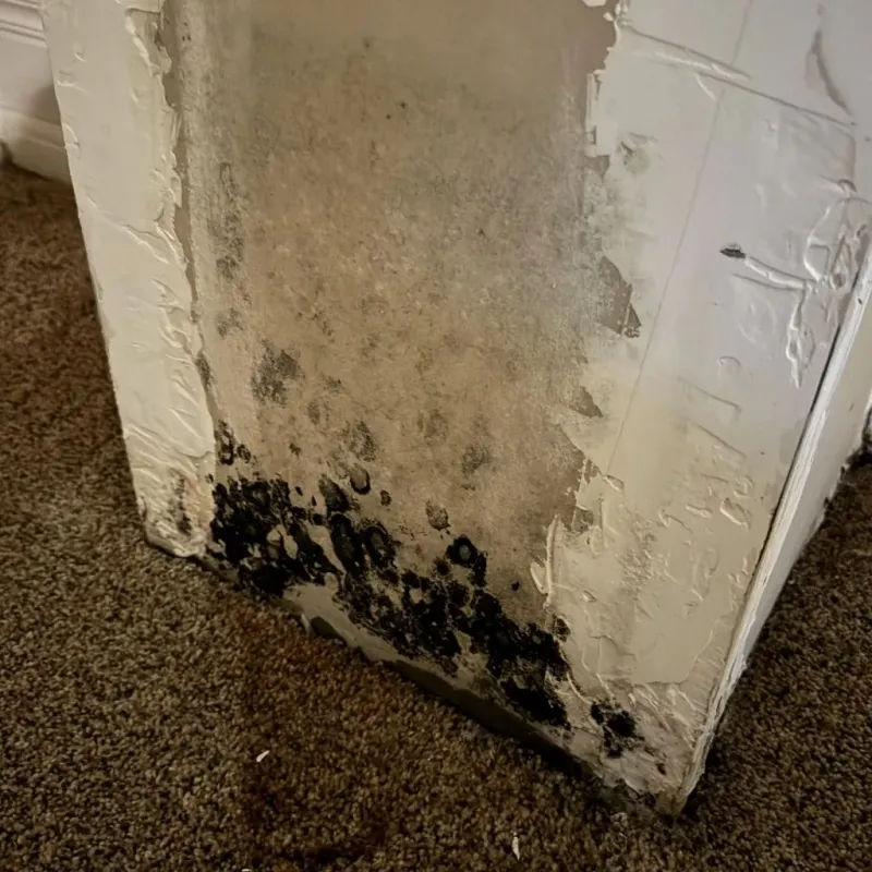 Professional Mold Removal in East Prairie, MO